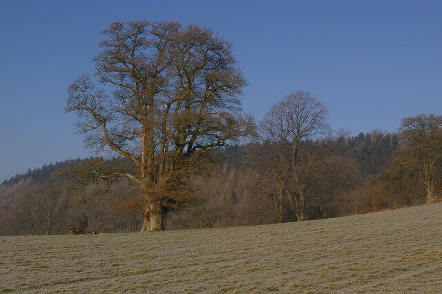 A large tree in a field with a forest in the background.