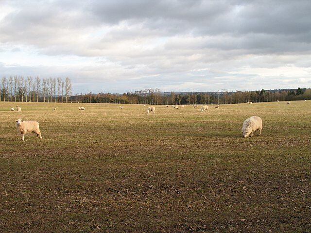 Over wintering sheep Hill sheep spending the Winter in softer climes. Sheep are often moved from the hills of Wales to low lying farms for the winter.