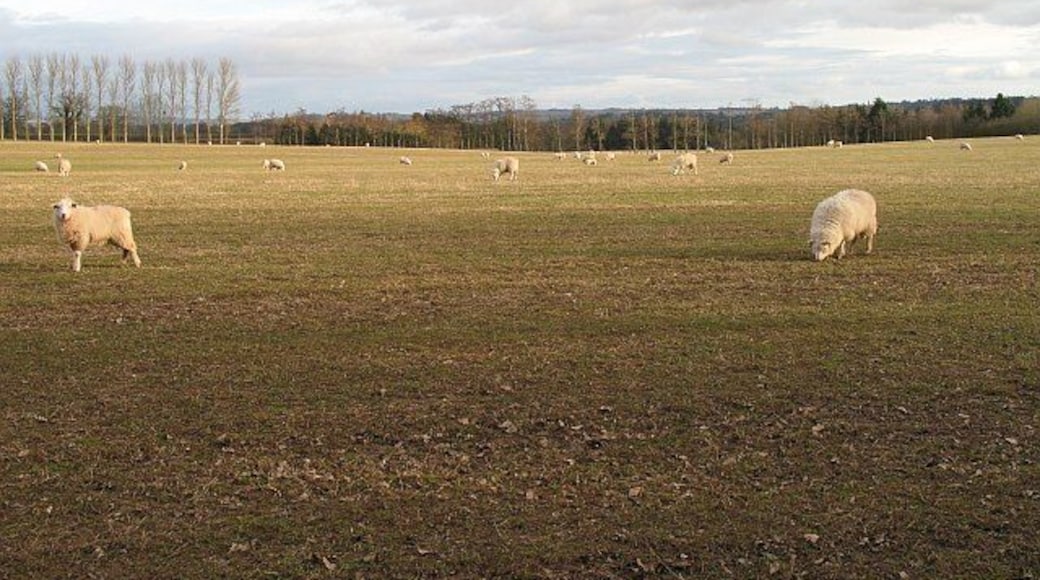 Over wintering sheep Hill sheep spending the Winter in softer climes. Sheep are often moved from the hills of Wales to low lying farms for the winter.