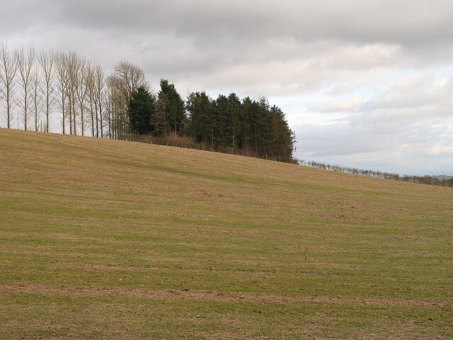 The wood, New House Farm There is no farm at New House anymore - it is an upmarket housing development now. This was their land, and this was a few acres of woodland on steep slopes corresponding to Court Farm's (that's all but gone too) Oak Beds. The wood was felled in the 1970's and replanted along with many other corners of the farm by its very conservation minded owner at the time. The land has changed hands, but the maturing woods remain. The field in the foreground is being grazed by sheep (off shot).