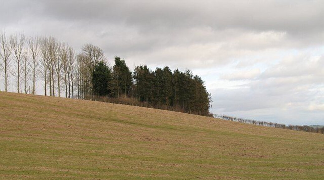 The wood, New House Farm There is no farm at New House anymore - it is an upmarket housing development now. This was their land, and this was a few acres of woodland on steep slopes corresponding to Court Farm's (that's all but gone too) Oak Beds. The wood was felled in the 1970's and replanted along with many other corners of the farm by its very conservation minded owner at the time. The land has changed hands, but the maturing woods remain. The field in the foreground is being grazed by sheep (off shot).
