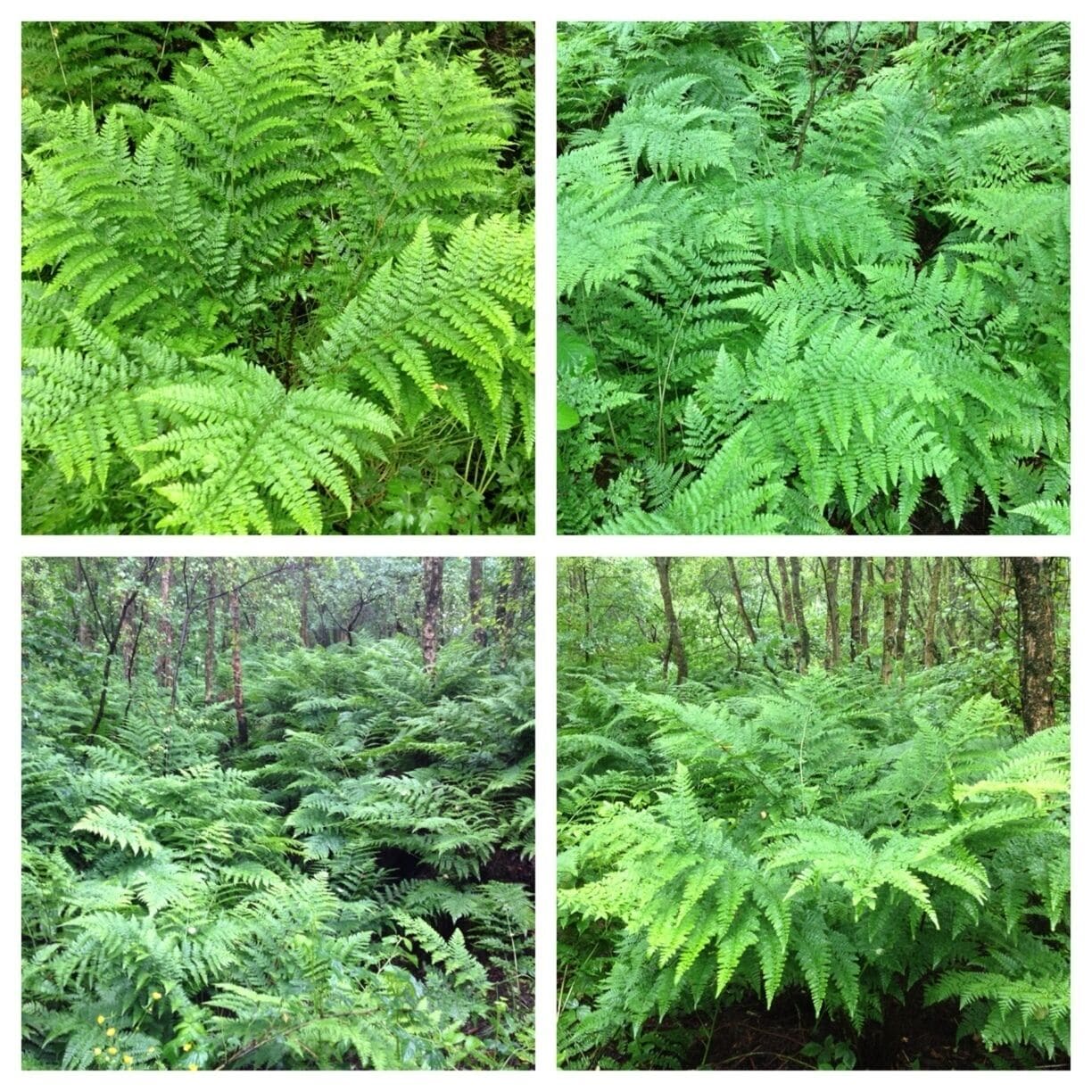 Ferns at Danes Moss, Macclesfield - one of the few lowland raised bogs in the UK. 