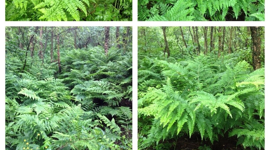 Ferns at Danes Moss, Macclesfield - one of the few lowland raised bogs in the UK.