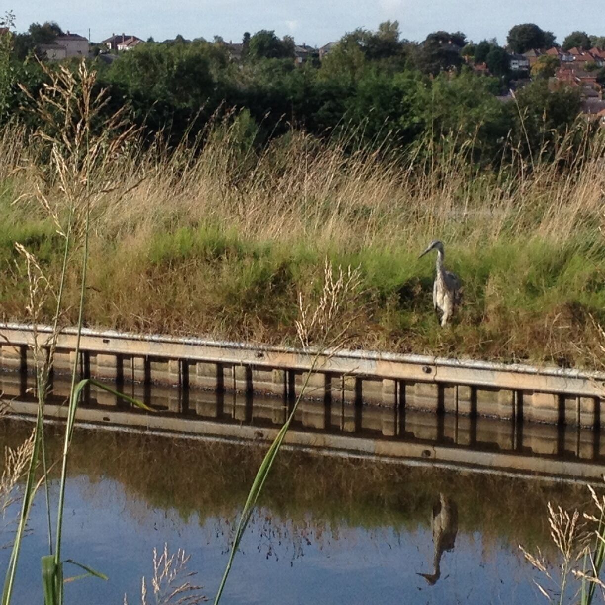 Heron waiting for lunch at the side of Macclesfield Canal. Must be its usual spot as these birds are apt to take flight as soon as they see you coming, let alone ignore passing boats!