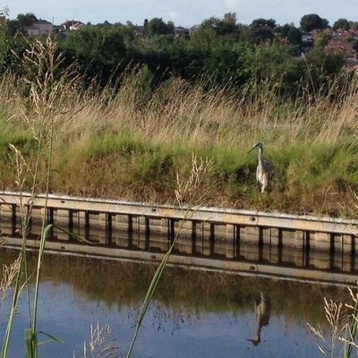 Heron waiting for lunch at the side of Macclesfield Canal. Must be its usual spot as these birds are apt to take flight as soon as they see you coming, let alone ignore passing boats!