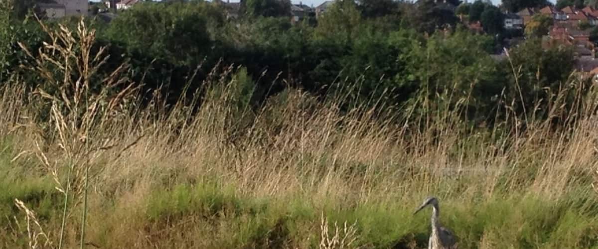 A heron standing on the grass near a water body with a concrete barrier in the foreground.