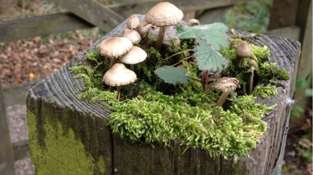 Mushrooms on a gate post