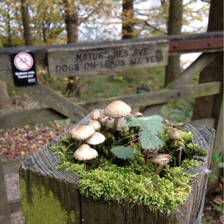 A wooden post with mushrooms and a sign that reads "Nature Reserve Dogs on Leads All Year."