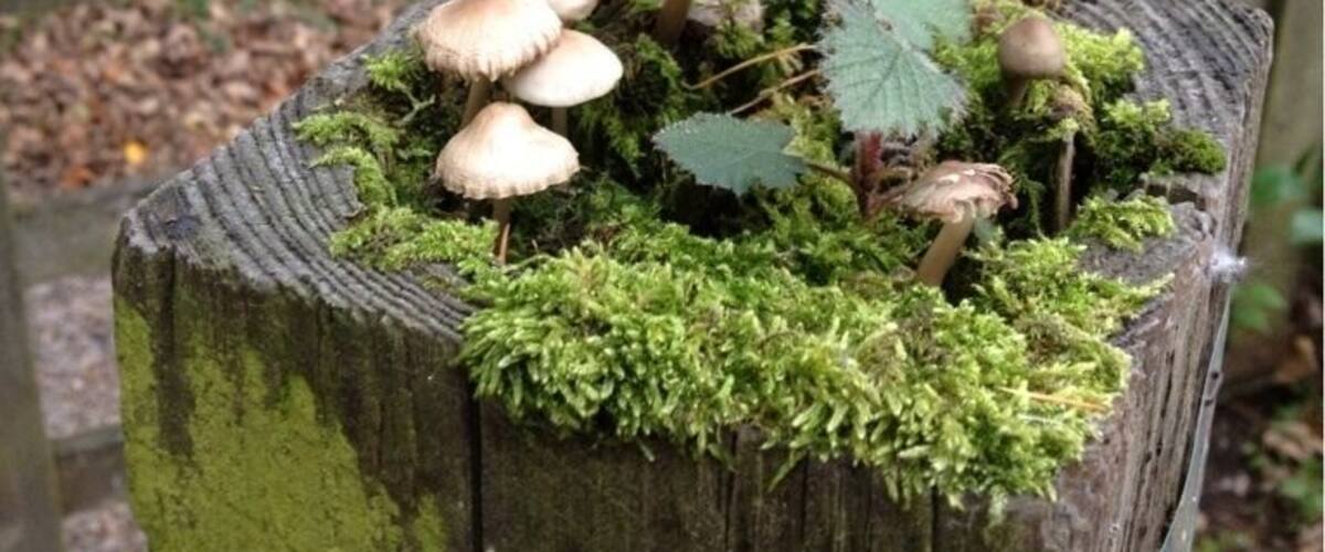 A wooden post with mushrooms and a sign that reads "Nature Reserve Dogs on Leads All Year."
