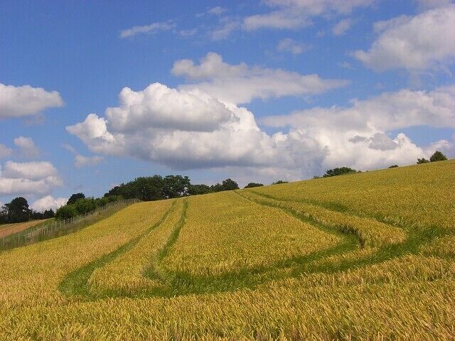 Barley, Cookham. Beside the footpath climbing east towards Cookham Dean.