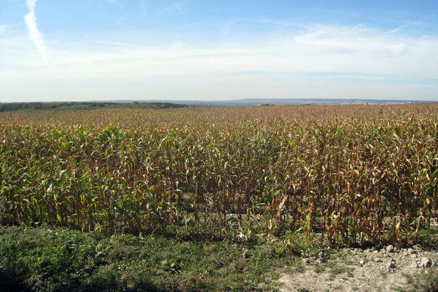 Sweetcorn Field near Harpole Off Harple Lane.