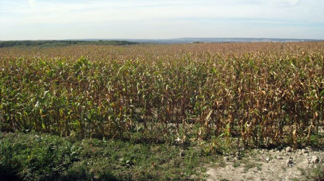 Sweetcorn Field near Harpole Off Harple Lane.