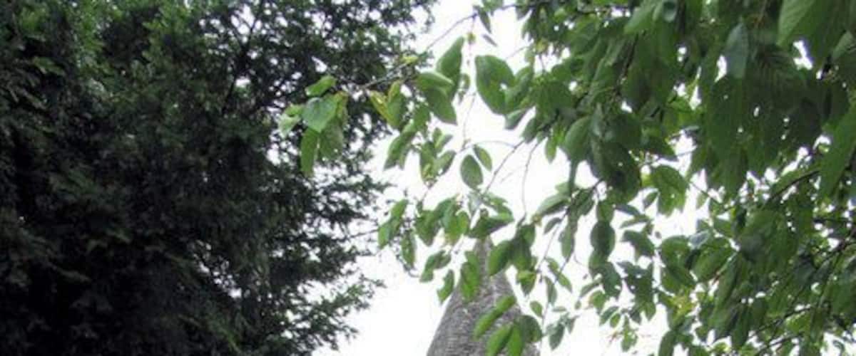 St Martin, Detling, Kent