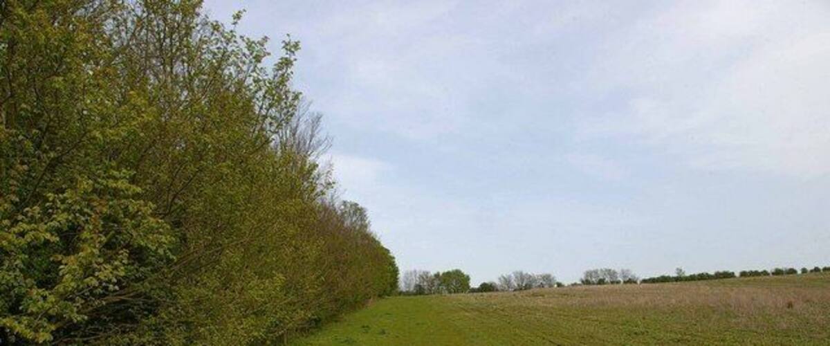 A grassy field with a hedge on the left and a clear sky.