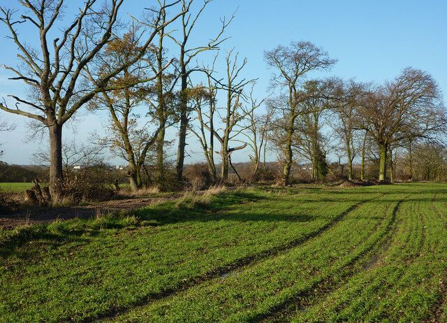 Field and line of trees This is the second field south from the edge of Long Wood as shown on the 1:25,000 map with tree symbols.