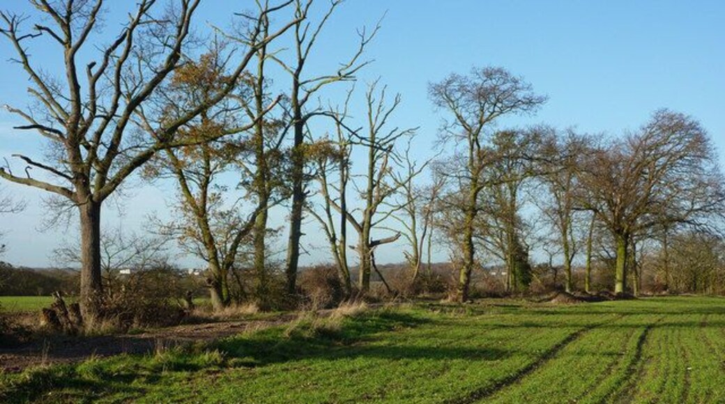 Field and line of trees This is the second field south from the edge of Long Wood as shown on the 1:25,000 map with tree symbols.