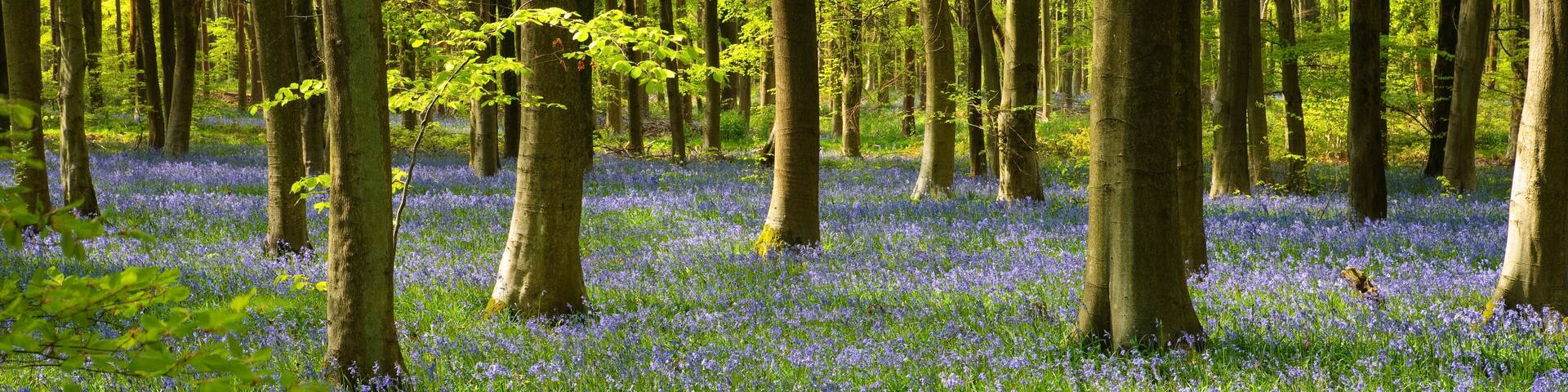 Bluebells in West Wood Marlborough Wiltshire England