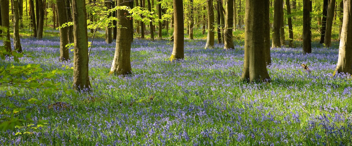 A forest with tall trees and a carpet of blue flowers.