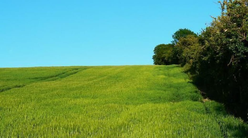 Barley, Ogbourne St George The barley is growing on rising land alongside a byway to the right of the hedge.