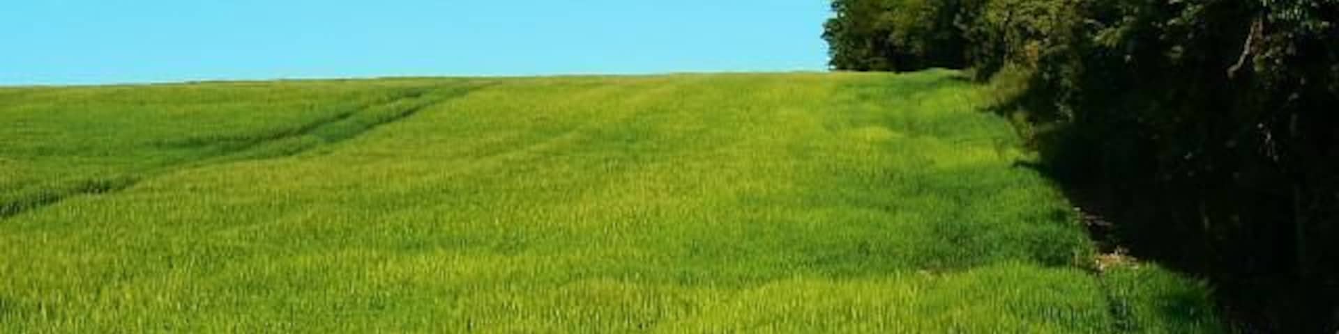 Barley, Ogbourne St George The barley is growing on rising land alongside a byway to the right of the hedge.