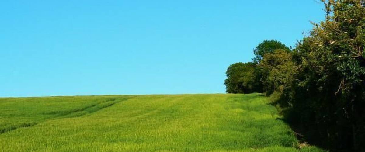 A lush green field with a clear blue sky and a tree line in the distance.