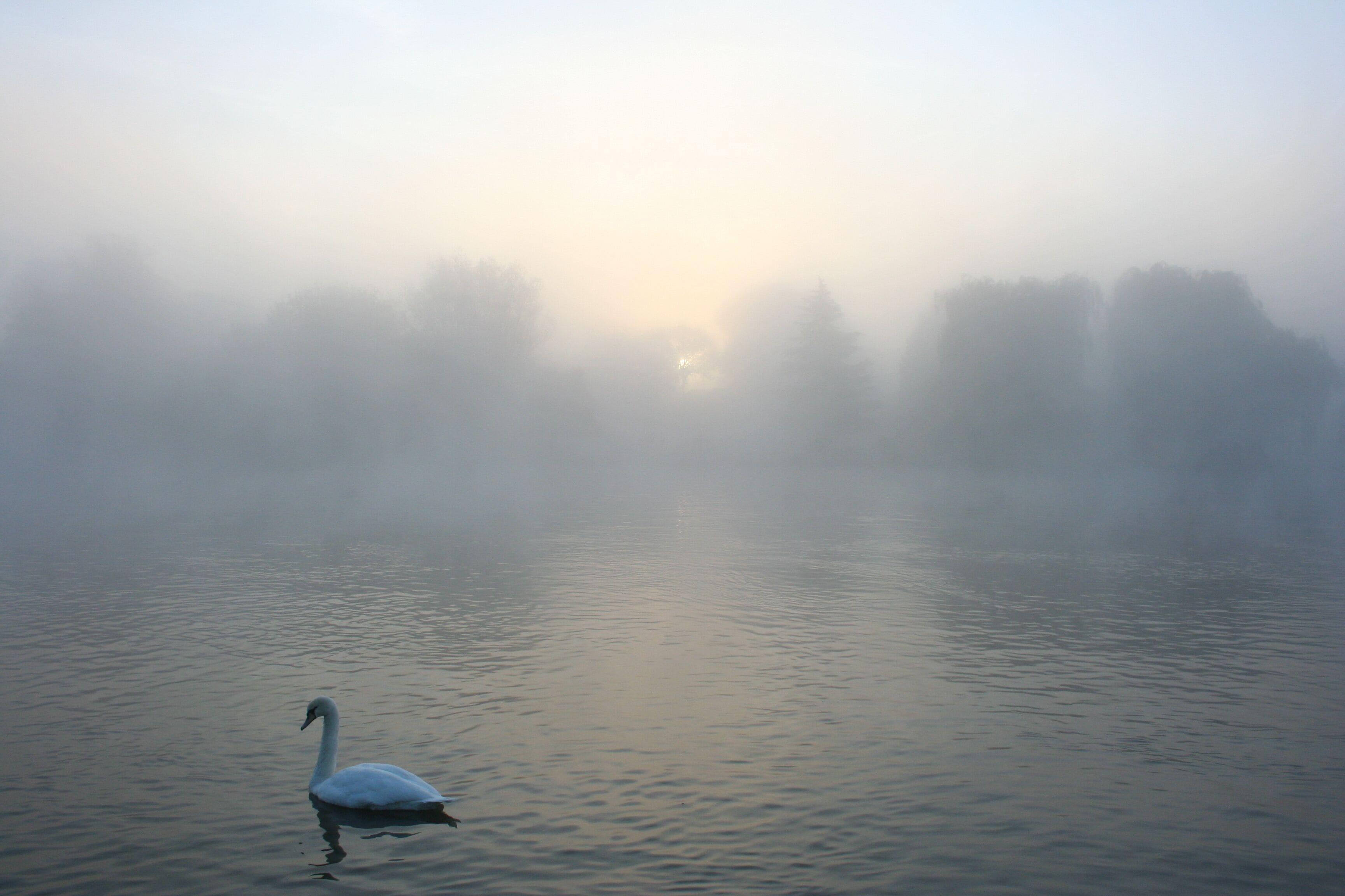Swans in the mist