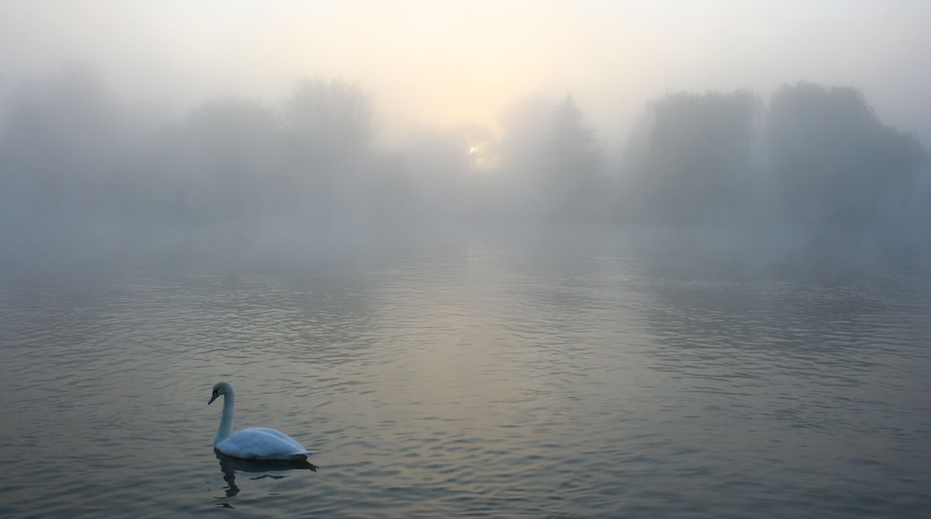 Swans in the mist