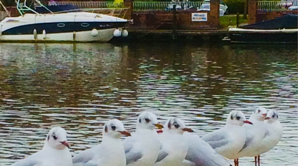 Seagulls all in a line and the other one said turn around!!