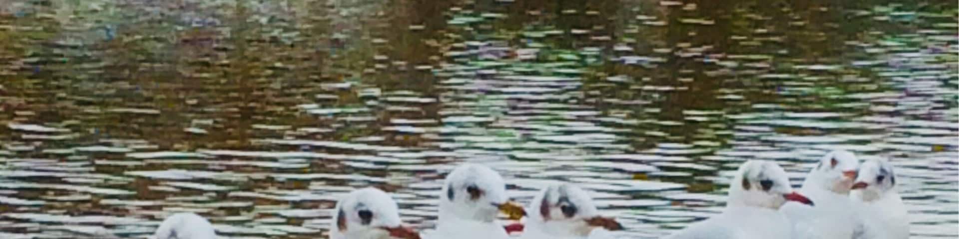 Seagulls all in a line and the other one said turn around!!