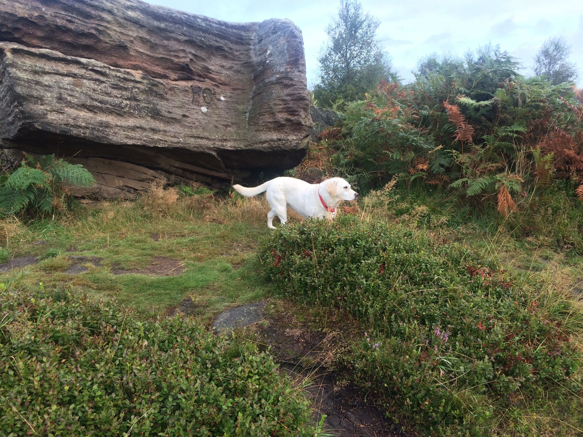 Poppy enjoying her walk 