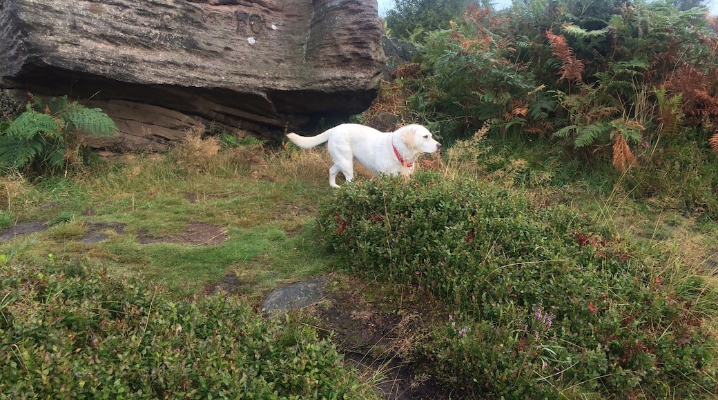 Poppy enjoying her walk