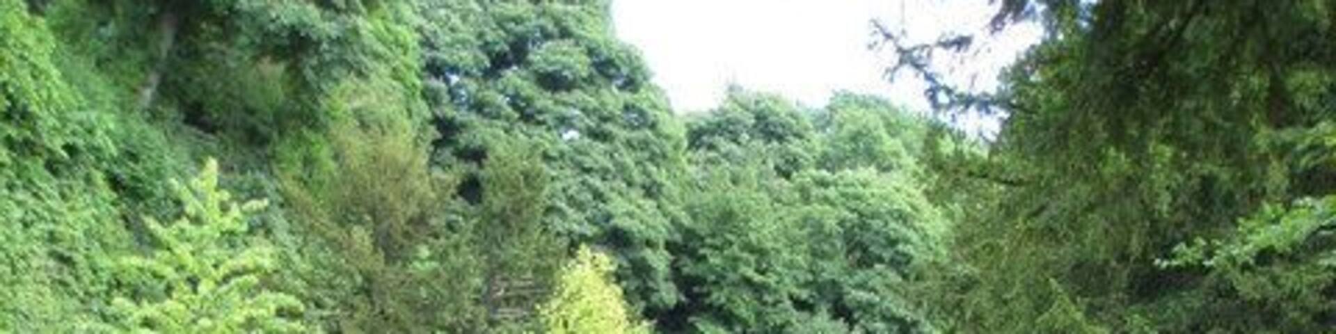 Bonsall - Cascades Garden Centre Open Gardens Day - 14th June 2008.