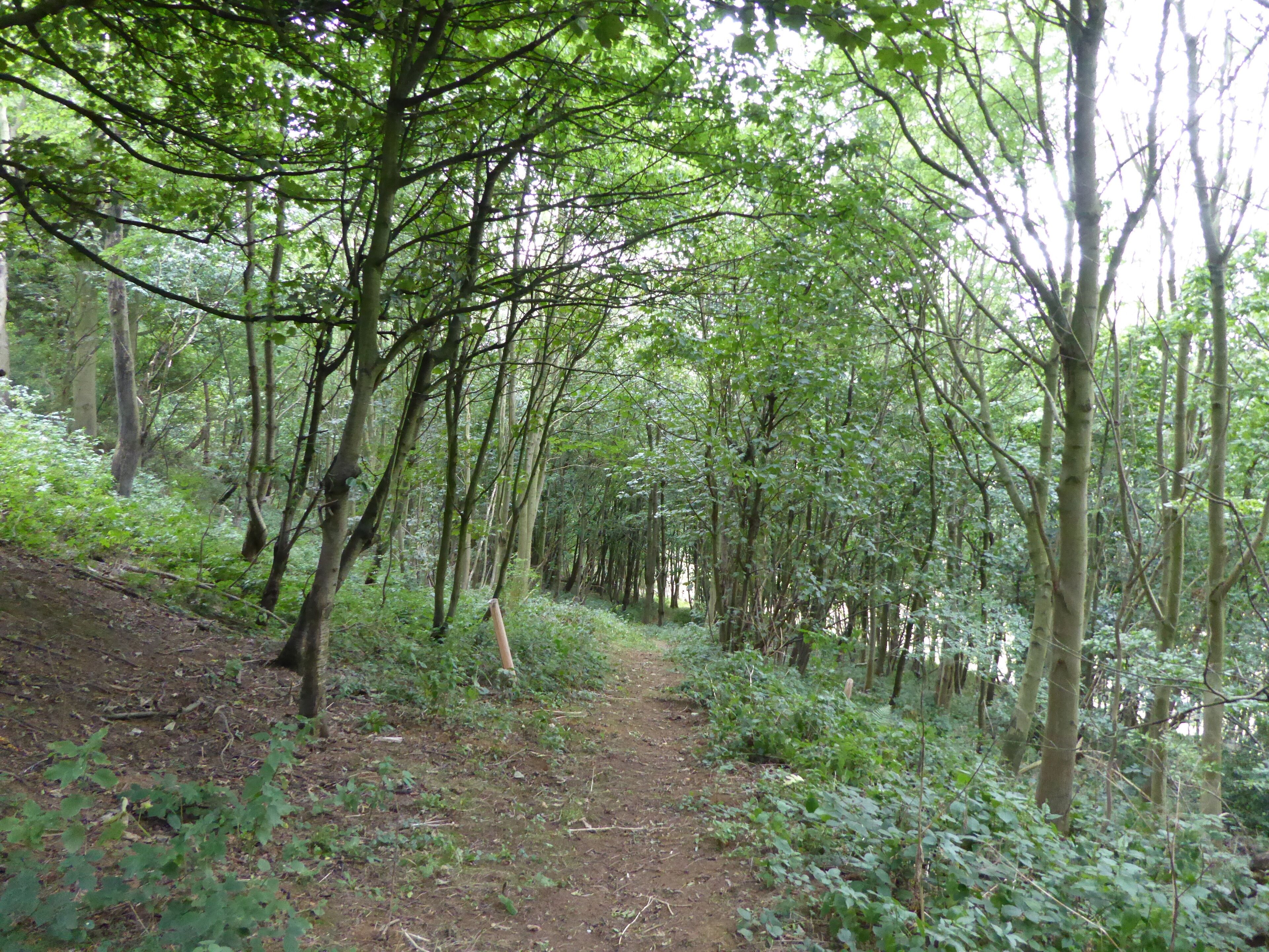 Harby Hill Wood is a biological Site of Special Site of Special Scientific Interest west of Eastwell in Leicestershire.