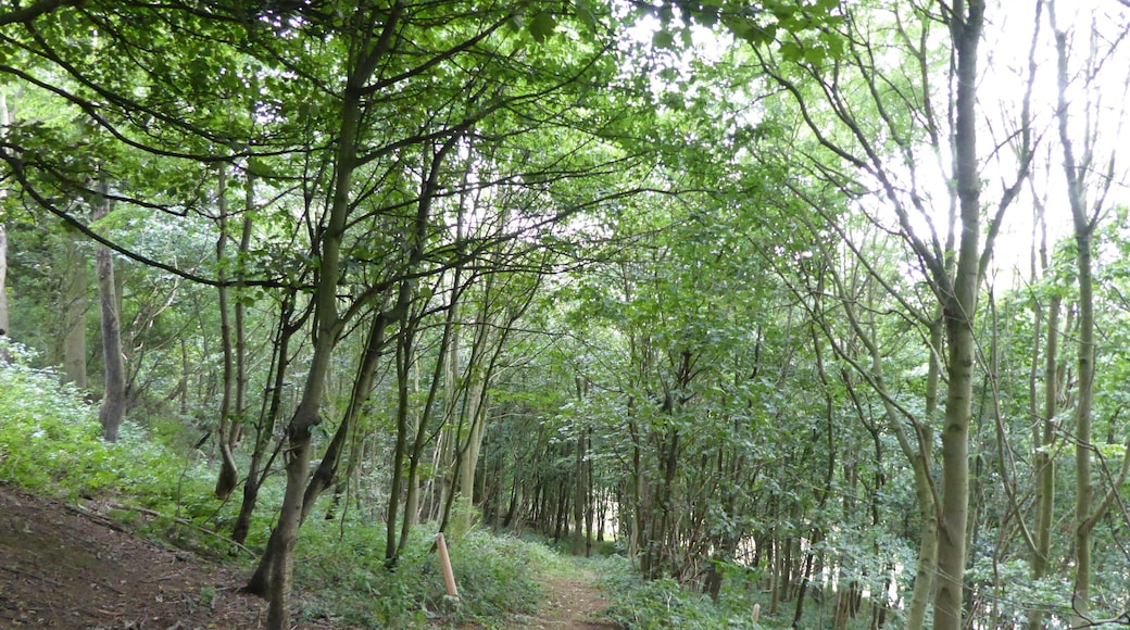 Harby Hill Wood is a biological Site of Special Site of Special Scientific Interest west of Eastwell in Leicestershire.