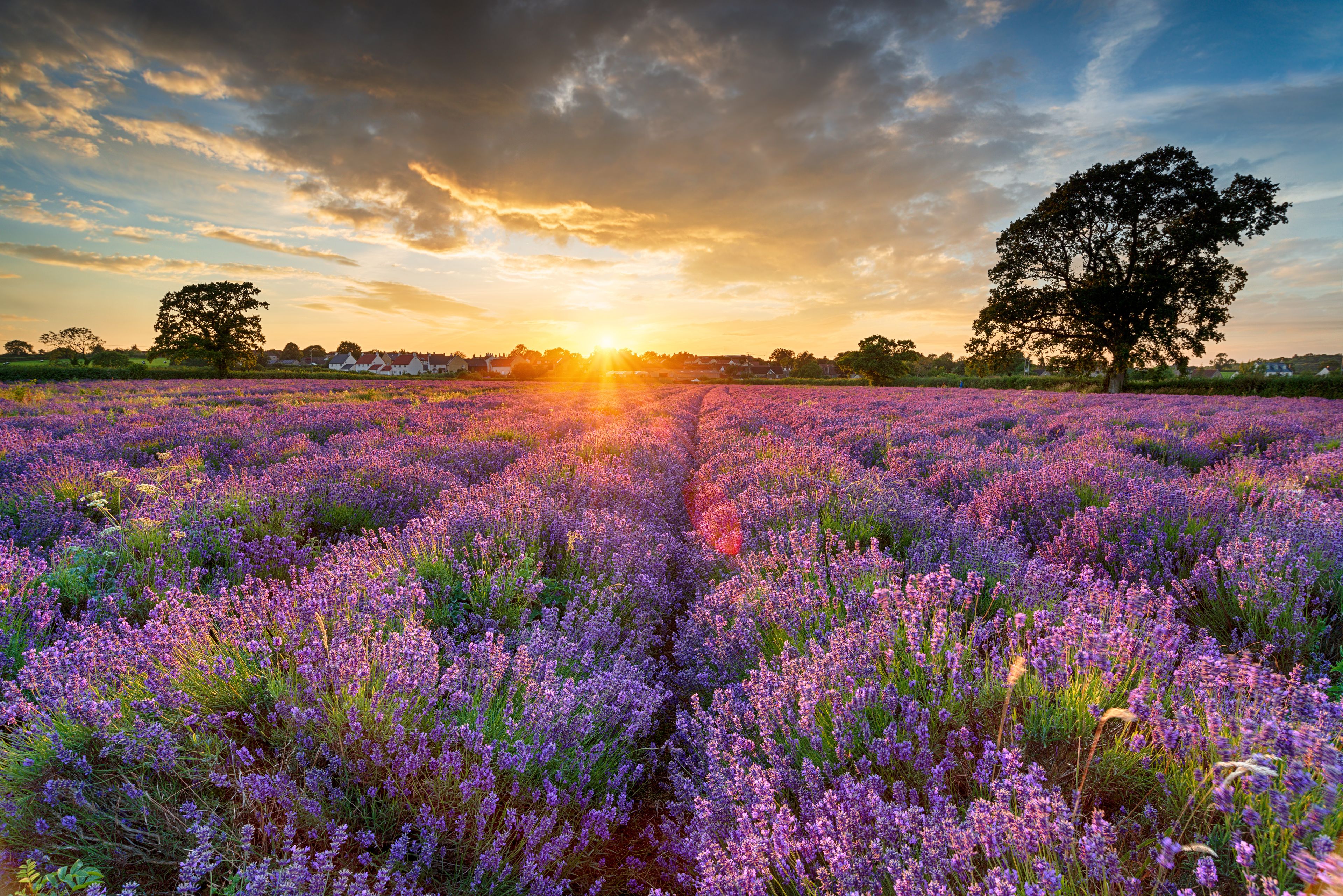 A lavender field at sunset with a row of houses in the background.