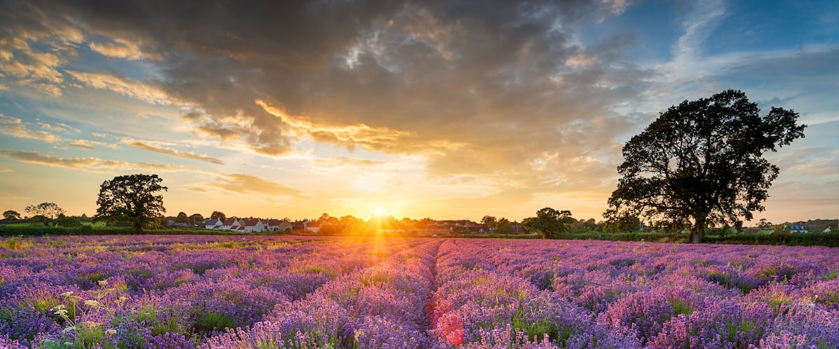 Een lavendelveld bij zonsondergang, met een rij huizen op de achtergrond.