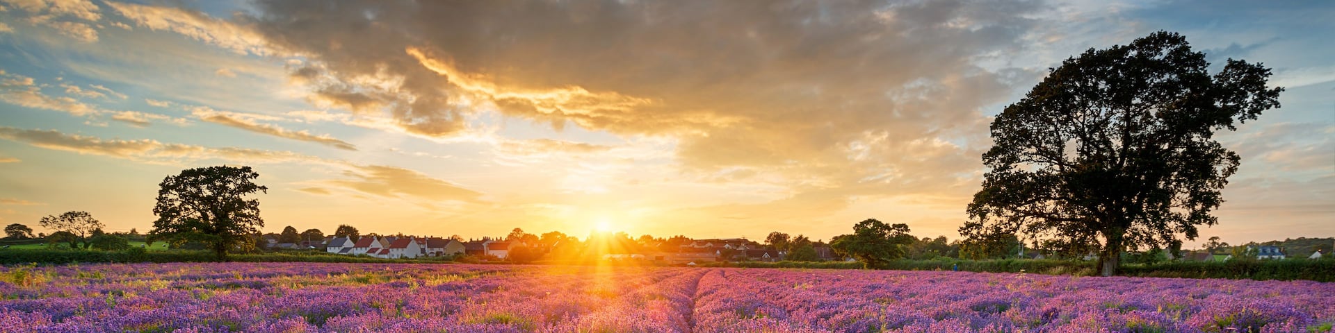 A lavender field at sunset with a row of houses in the background.