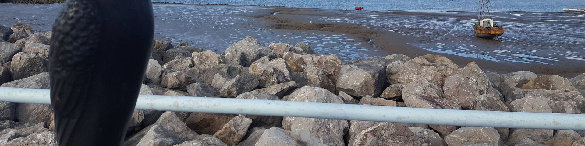 Morecambe promenade is full of bird related poems