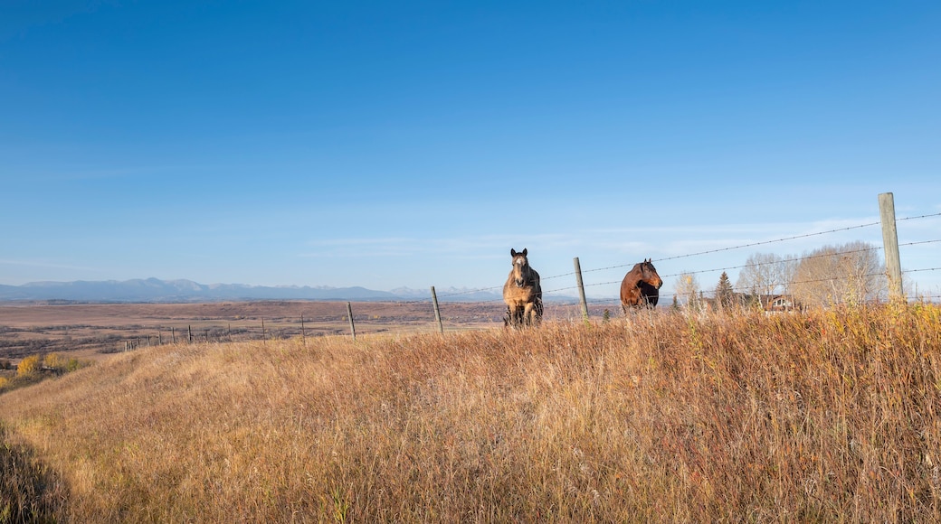 Two horses stand on a ridge behind a barbed wire fence near the town of Cochrane, Alberta, Canada
