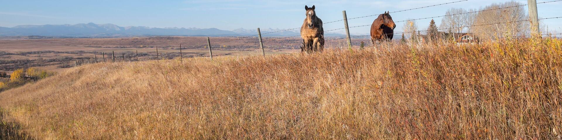Two horses stand on a ridge behind a barbed wire fence near the town of Cochrane, Alberta, Canada