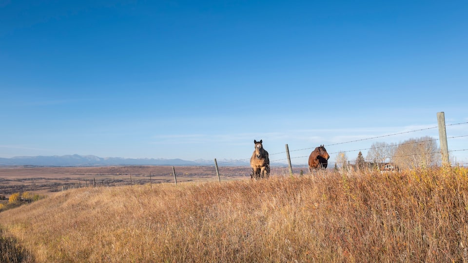 A horse standing on a hill with a clear blue sky and distant mountains.