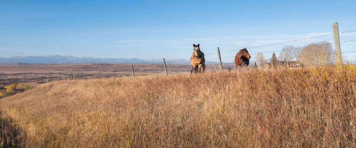 A horse standing on a hill with a clear blue sky and distant mountains.
