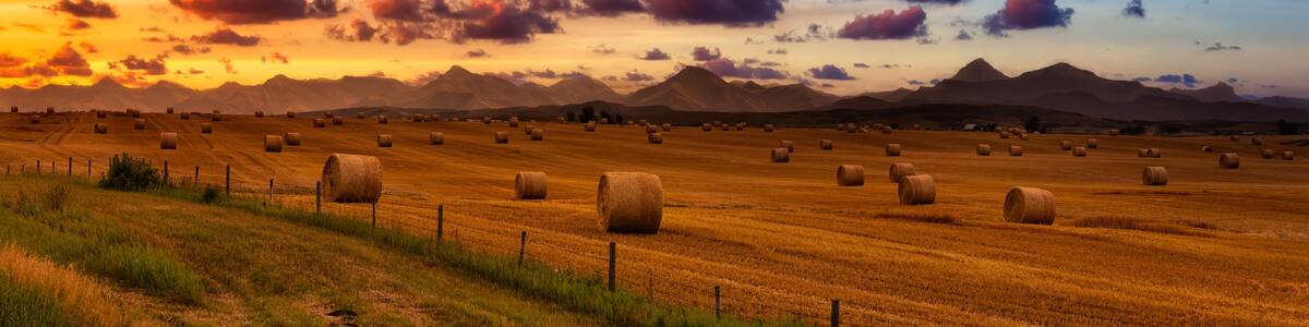 Panoramic View of Bales of Hay in a farm field. Dramatic Sunrise Summer Sky. Taken near Pincher Creek, Alberta, Canada.