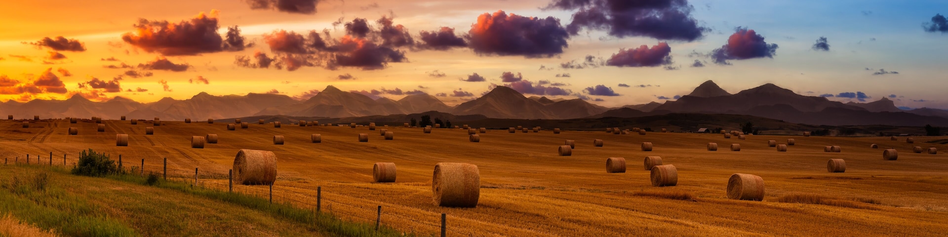 Panoramic View of Bales of Hay in a farm field. Dramatic Sunrise Summer Sky. Taken near Pincher Creek, Alberta, Canada.