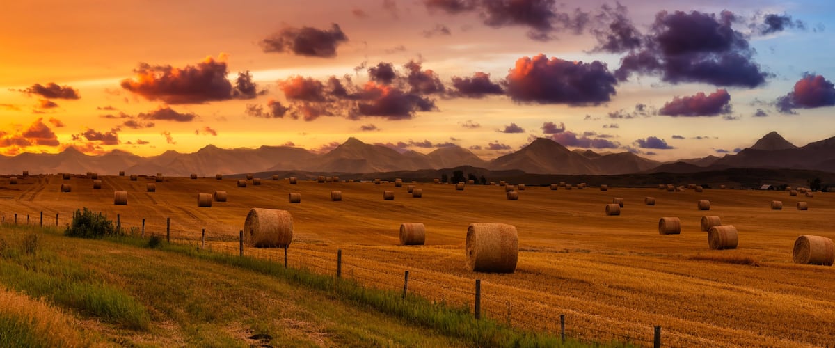 Panoramic View of Bales of Hay in a farm field. Dramatic Sunrise Summer Sky. Taken near Pincher Creek, Alberta, Canada.