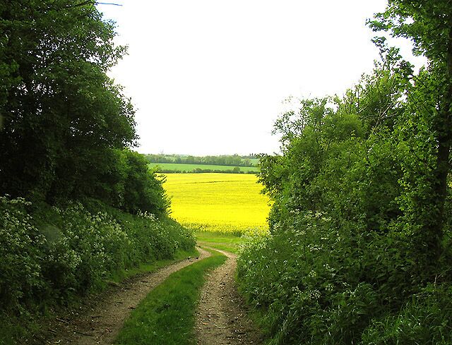 Rapeseed Farmland Between Elcot and Wickham Heath. This grid square is mostly farmland with some residences. This view was taken from the bridleway that runs from the road westwards across the north western section of the grid square. The picture was taken looking more or less west.