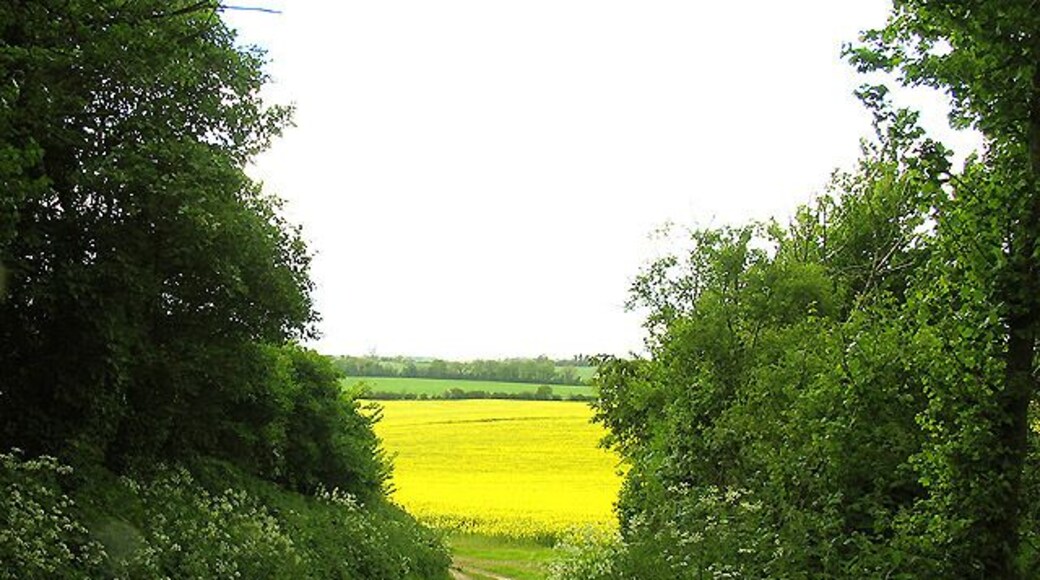 Rapeseed Farmland Between Elcot and Wickham Heath. This grid square is mostly farmland with some residences. This view was taken from the bridleway that runs from the road westwards across the north western section of the grid square. The picture was taken looking more or less west.