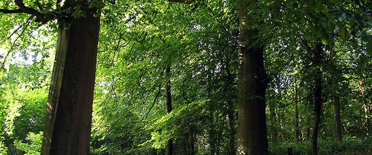 Woodland on Oareborough Hill. This beautiful woodland is situated in the southern section of the square. The square is mostly farmland and also contains this woodland on the top of the hill.