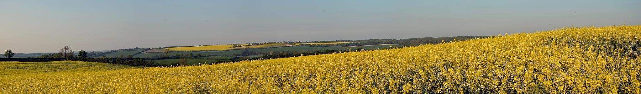 Rapeseed (Brassica napus), also known as rape, oilseed rape, rapa, rappi, rapaseed (and in the case of one particular group of cultivars, canola) is a bright yellow flowering member of the family Brassicaceae (mustard or cabbage family). The name derives from the Latin for turnip, rāpa or rāpum, and is first recorded in English at the end of the 14th century. Older writers usually distinguished the turnip and rape by the adjectives round and long(-rooted) respectively.[2] See also Brassica napobrassica, which may be considered a variety of Brassica napus. Some botanists include the closely related Brassica campestris within B. napus. (See Triangle of U). Rapeseed was the third leading source of vegetable oil in the world in 2000. In agriculture, canola is the name given to certain varieties of rapeseed oil, or the oil produced from those varieties. Canola is a trademark for a hybrid variety of rape initially bred in Canada ("canola" being an acronym for Canadian oil, low acid[3]). Rapeseed oil was produced in the 19th century as a source of a lubricant for steam engines. It was less useful as food for animals or humans because it has a bitter taste due to high levels of glucosinolates. Canola has been bred to reduce the amount of glucosinolates, yielding a more palatable oil. This has had the side-effect that the oil contains much less erucic acid.