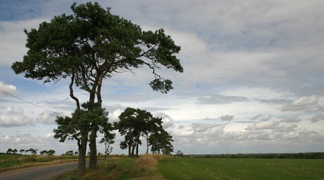 Road to Six Mile Bottom These trees border the minor road from West Wratting to Six Mile Bottom.
